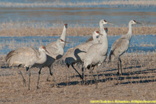 cranes in marsh